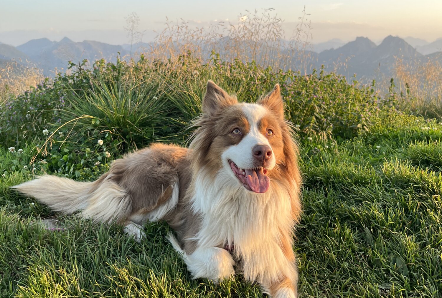 Happy fluffy dog lying on grass with mountain landscape