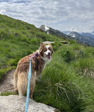 Brown and white border collie on grassy mountain trail