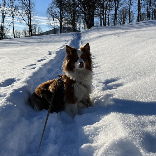 Brown and white dog sitting in deep snow beside path