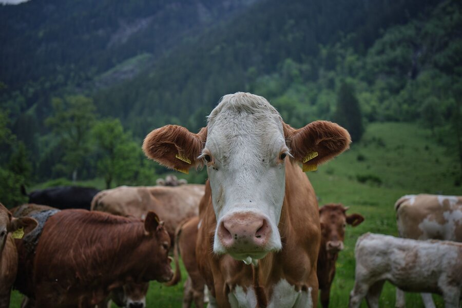 Close-up of a white-faced cow looking at camera in pasture | © eos-fotografie.at