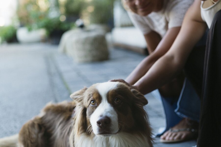 Two people petting a brown and white dog outside